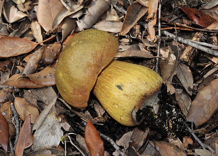 Boletus luridus - Schff.: Fr.